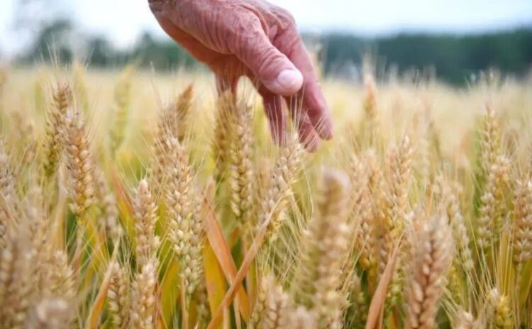 大麦是粗粮吗