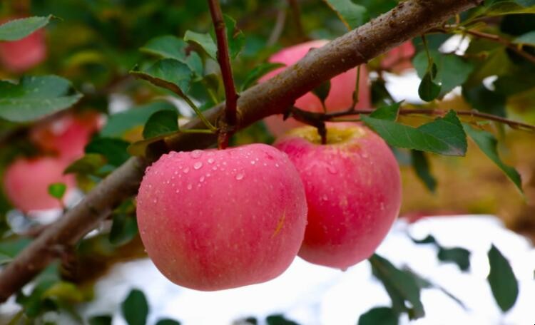苹果像什么的比喻句有哪些