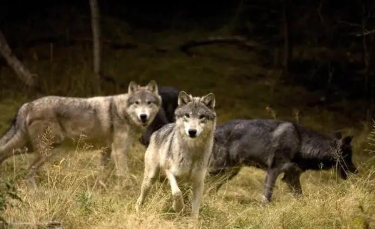 狼是独居还是群居